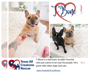 French Bulldog Dogs for adoption in Lillian, TX, USA