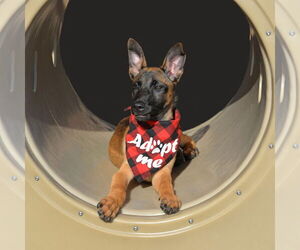 Mutt Dogs for adoption in Gretna, NE, USA