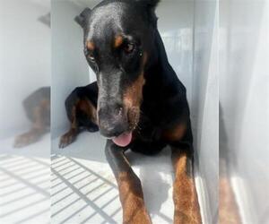 Doberman Pinscher Dogs for adoption in Houston, TX, USA