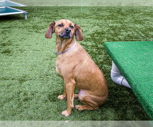 Chihuahua-Unknown Mix Dogs for adoption in Pasadena, CA, USA