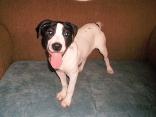 Lab-Pointer Dogs for adoption in Crossville, AL, USA