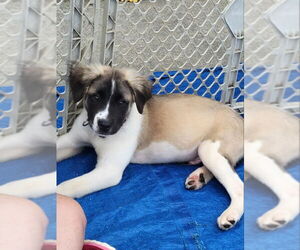 Mutt Dogs for adoption in Rocky Mount, NC, USA