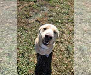 Mutt Dogs for adoption in Woodbury, NY, USA