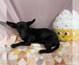 Chihuahua-Unknown Mix Dogs for adoption in Modesto, CA, USA