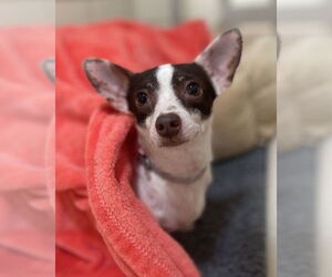 Rat Terrier Dogs for adoption in Petaluma, CA, USA