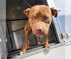 American Staffordshire Terrier-Unknown Mix Dogs for adoption in San Antonio, TX, USA