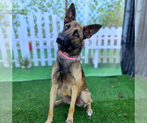 Mutt Dogs for adoption in Long Beach, CA, USA