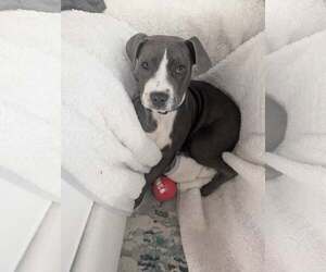 Mutt Dogs for adoption in Greenville, SC, USA