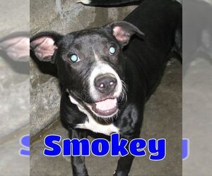 American Pit Bull Terrier Dogs for adoption in Lawrenceburg, KY, USA