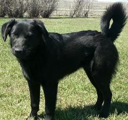 Golden Labrador Dogs for adoption in Eldora, IA, USA