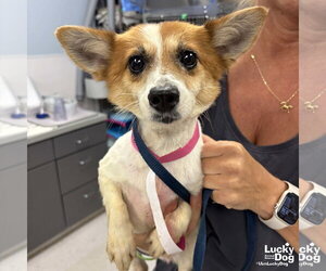 Mutt Dogs for adoption in Washington, DC, USA
