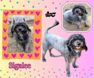Poodle (Miniature)-Unknown Mix Dogs for adoption in Lindsay, CA, USA