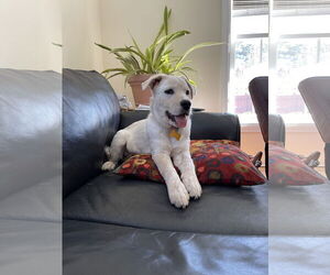 Unknown-white german shepherd Mix Dogs for adoption in Hoffman Estates, IL, USA