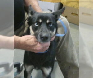 Huskies -Unknown Mix Dogs for adoption in Pampa, TX, USA