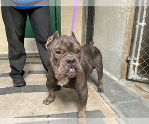 Bulldog-Unknown Mix Dogs for adoption in San Bernardino, CA, USA