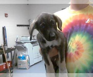 German Shepherd Dog-Unknown Mix Dogs for adoption in Fayetteville, NC, USA