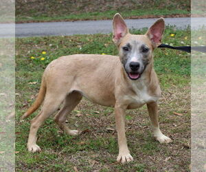 Mutt Dogs for adoption in Prattville, AL, USA