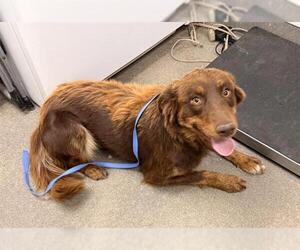 Border Collie-Unknown Mix Dogs for adoption in HESPERIA, CA, USA