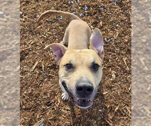 American Pit Bull Terrier-Unknown Mix Dogs for adoption in Denver, CO, USA