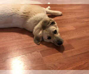 Great Pyrenees Dogs for adoption in Missoula, MT, USA