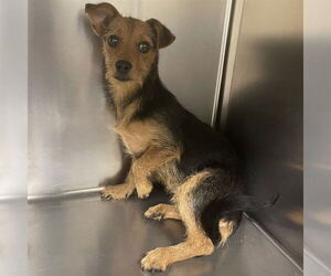 Mutt Dogs for adoption in Modesto, CA, USA