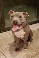 Staffordshire Bull Terrier Dogs for adoption in Tucson, AZ, USA