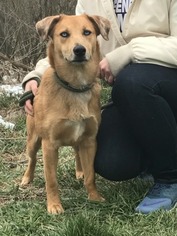 Australian Shepherd Dogs for adoption in Lewisburg, WV, USA