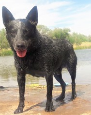 Australian Cattle Dog Dogs for adoption in Tempe, AZ, USA