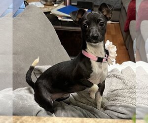 Rat-Cha Dogs for adoption in Phoenix, AZ, USA