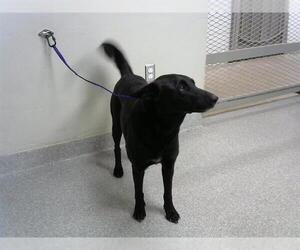 Labrador Retriever-Unknown Mix Dogs for adoption in Pasadena, TX, USA