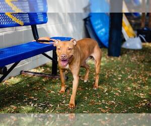 American Pit Bull Terrier Dogs for adoption in Orlando, FL, USA