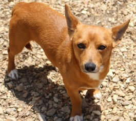 Dorgi Dogs for adoption in Canton, CT, USA