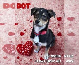 Siberian Husky-Unknown Mix Dogs for adoption in Anchorage, AK, USA