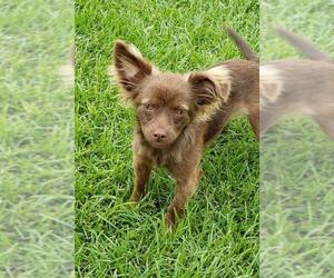 Chiranian Dogs for adoption in Altus, OK, USA