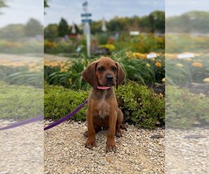 Redbone Coonhound Dogs for adoption in Fargo, ND, USA