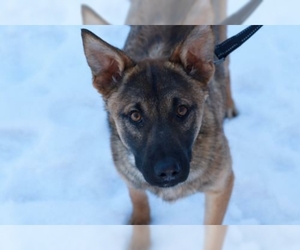 German Shepherd Dog Dogs for adoption in Mankato, MN, USA