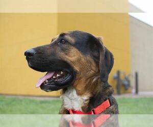 Black and Tan Coonhound Dogs for adoption in Denver, CO, USA
