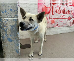 German Shepherd Dog-Unknown Mix Dogs for adoption in San Bernardino, CA, USA