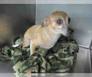Chihuahua Dogs for adoption in Oklahoma City, OK, USA