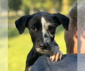 Sheprador Dogs for adoption in Yardley, PA, USA