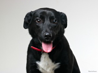 Border Collie Dogs for adoption in Eden Prairie, MN, USA