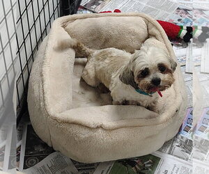 Shih Tzu Dogs for adoption in Mukwonago, WI, USA