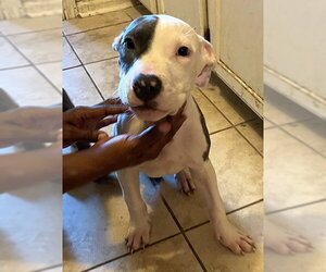 Mutt Dogs for adoption in Germanton, TN, USA