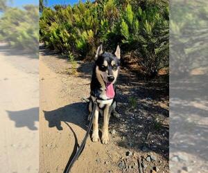 Gerberian Shepsky Dogs for adoption in Chula Vista, CA, USA