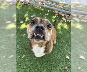 American Pit Bull Terrier-Chihuahua Mix Dogs for adoption in Orlando, FL, USA