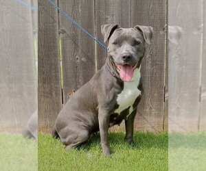 American Pit Bull Terrier Dogs for adoption in Great Bend, KS, USA