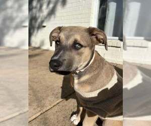 Labrador Retriever-Unknown Mix Dogs for adoption in Dallas, TX, USA