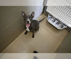American Pit Bull Terrier Dogs for adoption in Decatur, IL, USA
