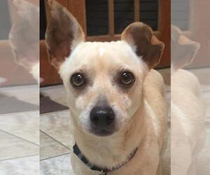 Chihuahua-Unknown Mix Dogs for adoption in Tomball, TX, USA