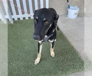German Shepherd Dog-Unknown Mix Dogs for adoption in Modesto, CA, USA
